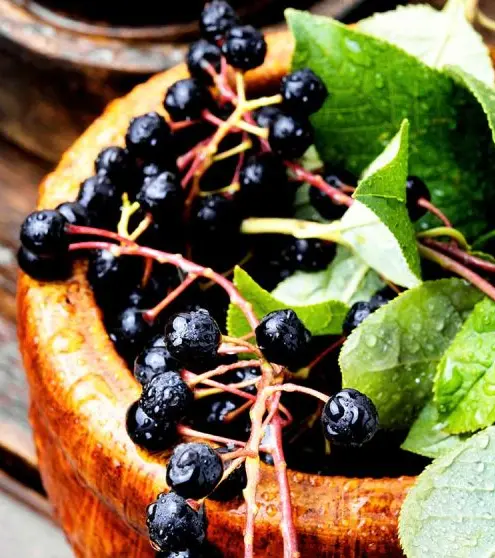 Aroniabeeren in Holzschüssel