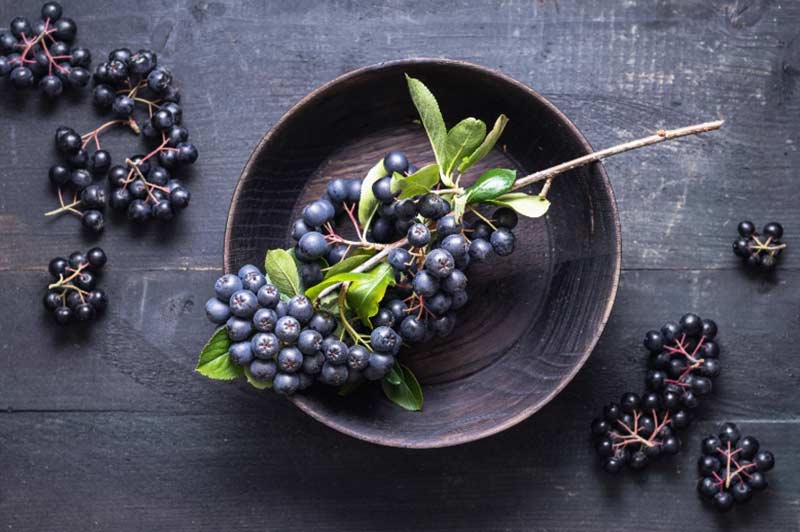 Aroniabeeren für Wien
