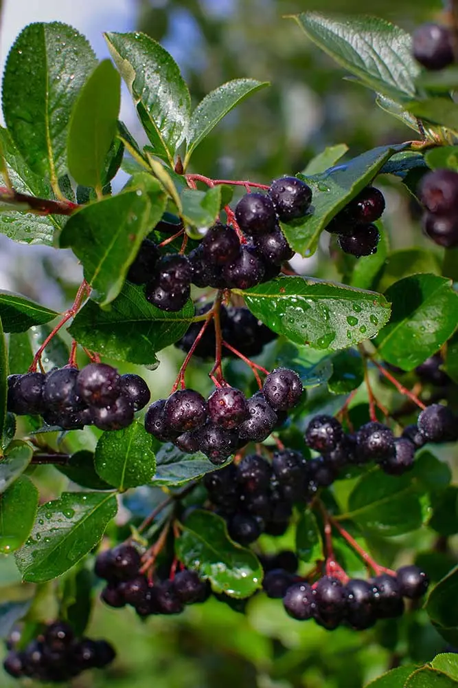 Aronia Pflanze Aronia Pflanze