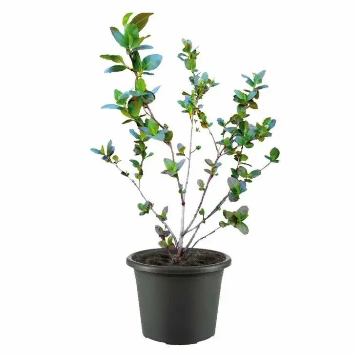ARONIA STRAUCH ONLINE KAUFEN