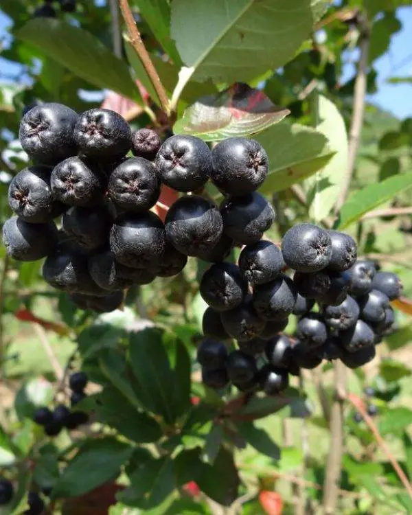 aronia-pflanzen-kaufen~8