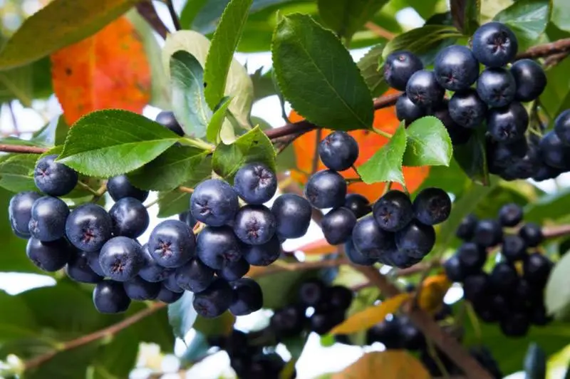 Aroniabeeren tief violette