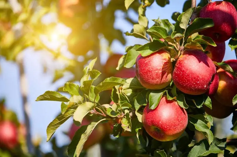 Bio-Apfel-Produkte.jpg