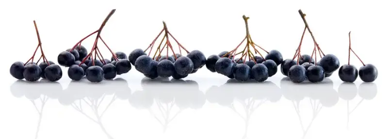 Aroniabeeren