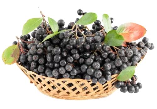 Aroniabeeren Produkte Graz